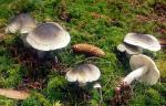 Tricholoma saponaceum - Fungi Species | sokos jishebi | სოკოს ჯიშები