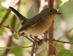 Red-breasted Flycatcher - Bird Species | Frinvelis jishebi | ფრინველის ჯიშები