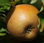 Egremont Russet | Apple Species 