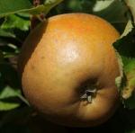 Egremont Russet - Apple Varieties list a - z  