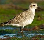 Black-bellied Plover - Bird Species | Frinvelis jishebi | ფრინველის ჯიშები