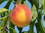 PF 17 Flamin Fury | Peach Species 