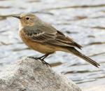 American Pipit - Bird Species | Frinvelis jishebi | ფრინველის ჯიშები