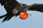 Magnificent Frigatebird - Bird Species | Frinvelis jishebi | ფრინველის ჯიშები