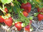 Malwina | Strawberry Species 