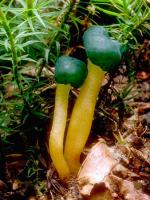 Chicken Lips: Leotia viscosa - fungi species list A Z
