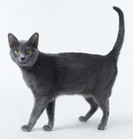 Korat | Cat | Cat Breeds