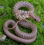 Coluber constrictor mormon - Western Yellow-bellied Racer | Snake Species
