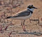 Little Ringed Plover - Bird Species | Frinvelis jishebi | ფრინველის ჯიშები