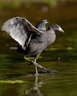 American Coot - Bird Species | Frinvelis jishebi | ფრინველის ჯიშები