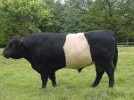 Belted Galloway - COW BREEDS | DZROXIS JISHEBI | ძროხის ჯიშები