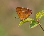 Brown Hairstreak - Butterfly species | PEPLIS JISHEBI | პეპლის ჯიშები