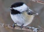 Black-capped Chickadee - Bird Species | Frinvelis jishebi | ფრინველის ჯიშები