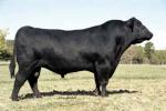 Angus - COW BREEDS | DZROXIS JISHEBI | ძროხის ჯიშები