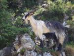 Corsican Goat - Goat Breeds | txis jishebi | თხის ჯიშები