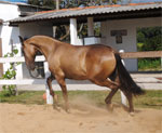 Campolina | Horse | Horse Breeds