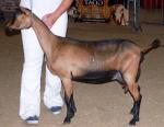 Oberhasli Goat - Goats Breeds | txis jishebi | თხის ჯიშები