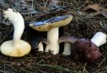 Russula atroviolacea - Fungi Species