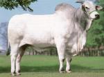 Nelore | Cow | Cow Breeds