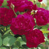 Darcey Bussell - Own Root
