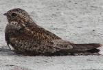 Antillean Nighthawk - Bird Species | Frinvelis jishebi | ფრინველის ჯიშები