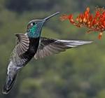 Magnificent Hummingbird - Bird Species | Frinvelis jishebi | ფრინველის ჯიშები