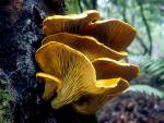 Omphalotus olivascens - Fungi Species