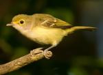 White-eyed Vireo - Bird Species | Frinvelis jishebi | ფრინველის ჯიშები