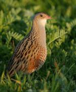 Corn Crake - Bird Species | Frinvelis jishebi | ფრინველის ჯიშები