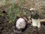 Phallus hadriani - Fungi Species