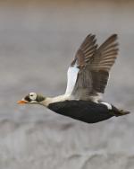 Spectacled Eider - Bird Species | Frinvelis jishebi | ფრინველის ჯიშები