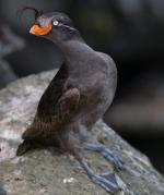 Crested Auklet - Bird Species | Frinvelis jishebi | ფრინველის ჯიშები