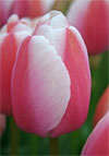 Ollioules -                                                         Tulip Species | TITA | ტიტა                                                        