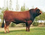 Tarentaise | Cow | Cow Breeds