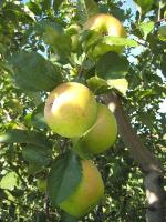 Albemarle Pippin - Apple Varieties list a - z  