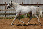 Tersk | Horse | Horse Breeds