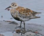 Rock Sandpiper - Bird Species | Frinvelis jishebi | ფრინველის ჯიშები