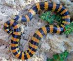VARIABLE SANDSNAKE  Chilomeniscus stramineus | Snake Species