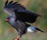 Snail Kite - Bird Species | Frinvelis jishebi | ფრინველის ჯიშები