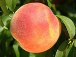 Suncrest | Peach Species 