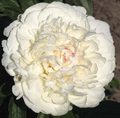 Fringed Ivory