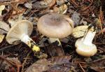 Gomphidius oregonensis - Fungi Species | sokos jishebi | სოკოს ჯიშები