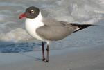 Laughing Gull - Bird Species | Frinvelis jishebi | ფრინველის ჯიშები