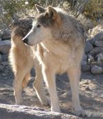 The Mackenzie Valley Wolf - wolf species | mglis jishebi | მგლის ჯიშები