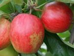 Arlet / Swiss Gourmet - Apple Varieties list a - z  