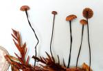 Marasmius androsaceus - Fungi Species | sokos jishebi | სოკოს ჯიშები