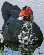 Muscovy Duck - Bird Species | Frinvelis jishebi | ფრინველის ჯიშები