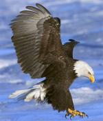 Bald Eagle - Bird Species | Frinvelis jishebi | ფრინველის ჯიშები