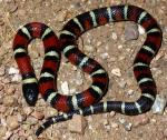 Lampropeltis triangulum celaenops - New Mexico Milksnake | Snake Species