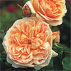 Evelyn - Rose Varieties | VARDI |  ვარდი                                                                                                                